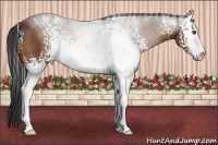 Horse Color:White Spotted Bay Sabino