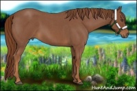 Horse Color:Red Roan Frame 