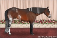 Horse Color:White Spotted Bay 
