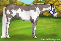 Horse Color:Silver Blue Roan Splash Frame 