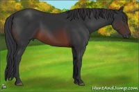 Horse Color:Brown Sabino