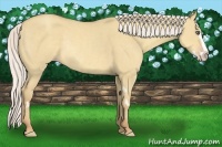 Horse Color:Silver Classic Cream Champagne Dun Splash Frame Rabicano 