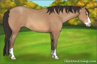 Horse Color:Amber Champagne Splash Frame Rabicano