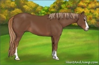 Horse Color:Chestnut Sabino 