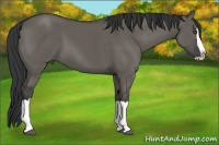 Horse Color:Grullo Splash 