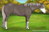 Horse Color:Silver Black Sabino 