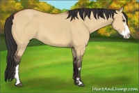 Horse Color:Bay Dun Sabino Splash Frame 