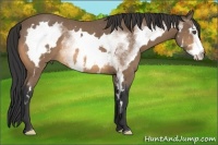 Horse Color:White Spotted Buckskin Frame Rabicano