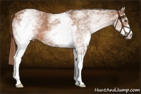 Horse Color:White Spotted Chestnut Rabicano 
