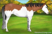 Horse Color:Bay Sabino Splash