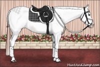 Horse Color:White Spotted Grullo Splash Appaloosa Rabicano