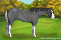 Horse Color:Blue Roan Splash 