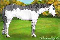 Horse Color:Blue Roan Sabino Splash Appaloosa 
