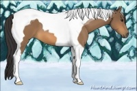 Horse Color:Buckskin Tobiano 