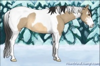 Horse Color:Buckskin Dun Sabino Tobiano Rabicano