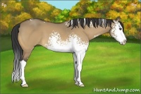 Horse Color:White Spotted Buckskin Dun Splash 