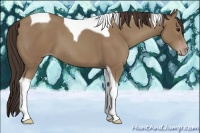 Horse Color:Classic Champagne Tobiano 