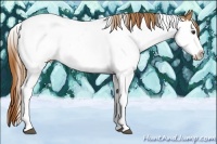 Horse Color:Chestnut Splash Tobiano