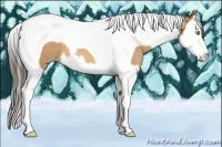 Horse Color:Amber Champagne Splash Tobiano 