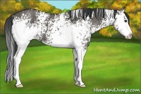 Horse Color:White Spotted Grullo Splash 