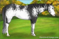 Horse Color:White Spotted Smoky Black Splash 