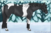 Horse Color:Black Tobiano 