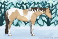 Horse Color:Amber Cream Champagne Tobiano 