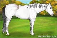 Horse Color:White Spotted Bay Splash 