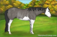 Horse Color:Grullo Splash Rabicano 