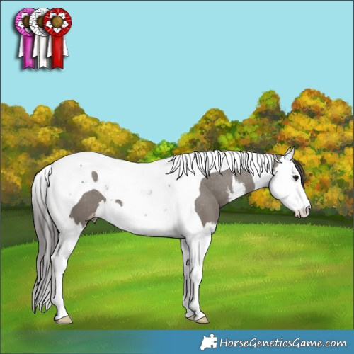 Horse Color:White Spotted Grullo Splash Tobiano Appaloosa 