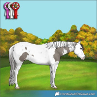 Horse Color:White Spotted Grullo Splash Tobiano Appaloosa 