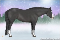Horse Color:Smoky Black Splash