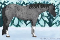 Horse Color:Blue Roan Tobiano