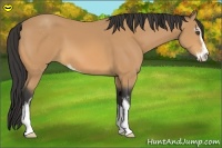 Horse Color:Buckskin Sabino