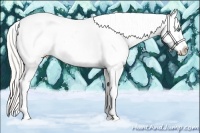 Horse Color:Silver Amber Cream Champagne Dun Sabino Splash Frame Appaloosa 