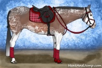 Horse Color:Bay Ice Sabino Splash