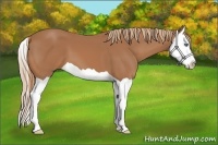 Horse Color:Chestnut Splash 