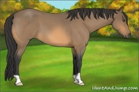 Horse Color:Buckskin Roan 
