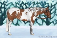 Horse Color:White Spotted Silver Bay Tobiano