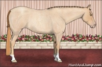Horse Color:Gold Champagne Roan Rabicano 