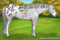 Horse Color:White Spotted Grullo Splash Appaloosa Rabicano