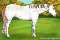 Horse Color:White Spotted Amber Champagne Pearl Splash Rabicano 