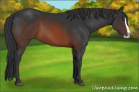 Horse Color:Brown Splash