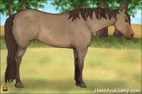 Horse Color:Liver Red Dun Sabino Frame