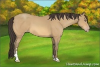 Horse Color:Amber Cream Champagne Sabino 