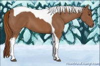 Horse Color:Chestnut Tobiano