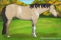 Horse Color:White Spotted Classic Champagne Dun 