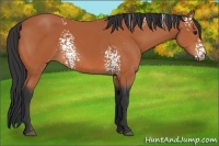 Horse Color:White Spotted Bay 