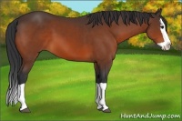Horse Color:Bay Splash 
