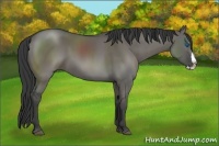 Horse Color:Grullo Sabino Splash 